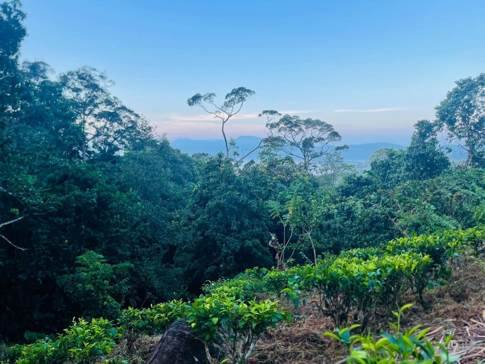 Palabaddala Tea And Eco Lodge Ratnapura Exteriér fotografie